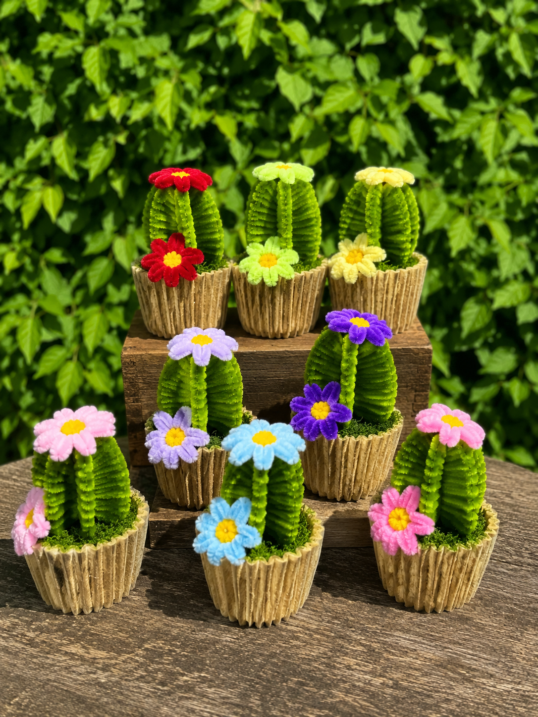 Cactus fleuris 🌵💐