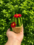 Cactus fleuris 🌵💐