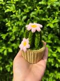 Cactus fleuris 🌵💐