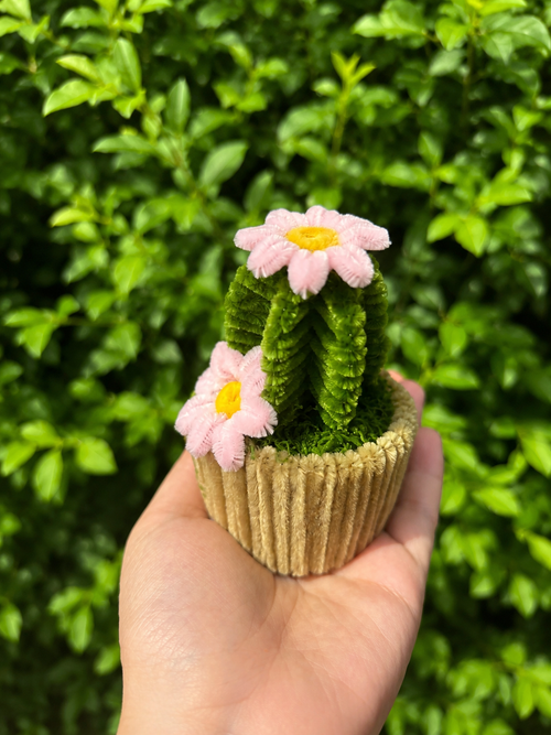 Cactus fleuris 🌵💐