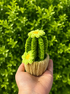 Cactus fleuris 🌵💐