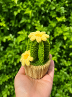 Cactus fleuris 🌵💐
