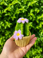 Cactus fleuris 🌵💐