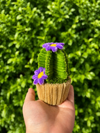 Cactus fleuris 🌵💐