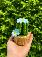Cactus fleuris 🌵💐