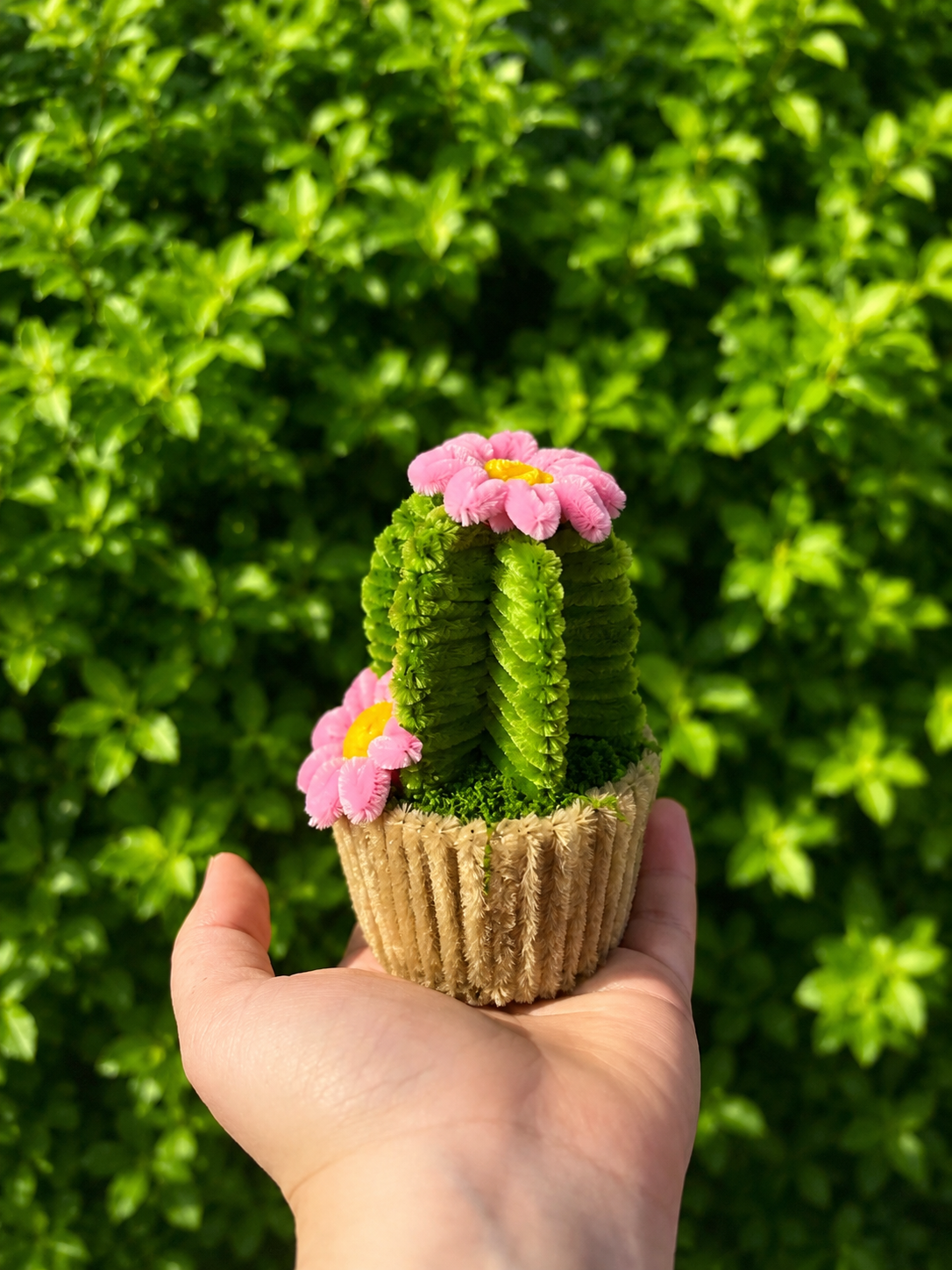 Cactus fleuris 🌵💐