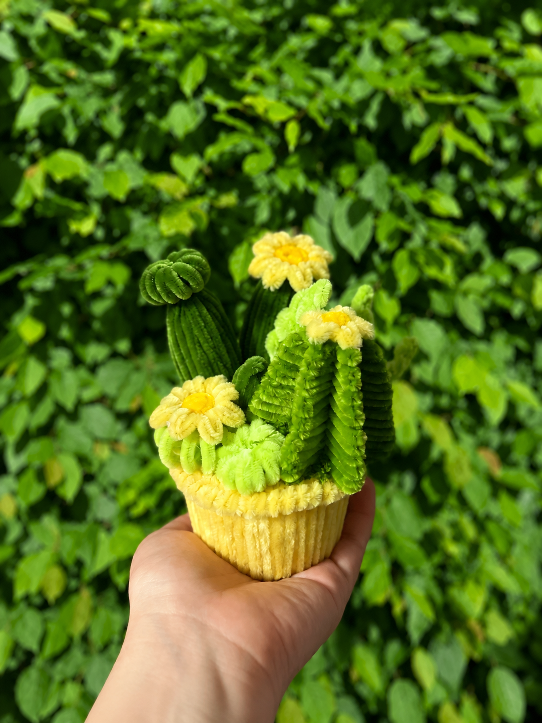 Pot cactus 🌵