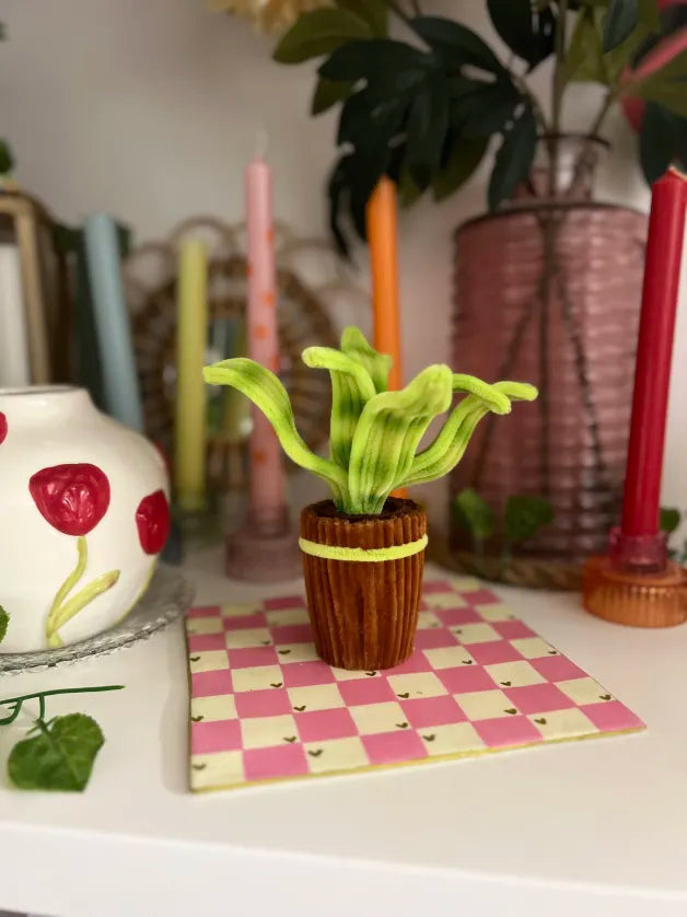 Plante a rayures 🪴