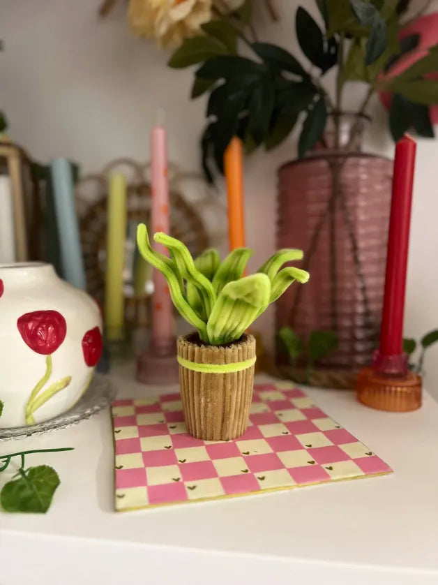 Plante a rayures 🪴