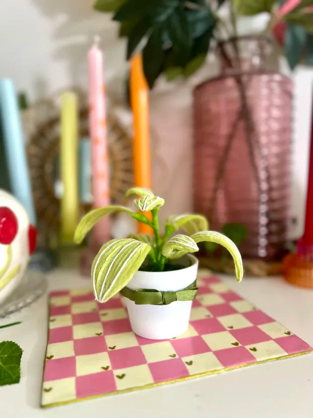 Plante de bureau 🪴